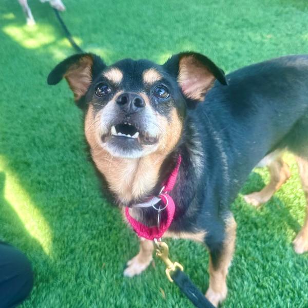 Invierno, Adoptable, Senior Male Miniature Pinscher & Chihuahua.