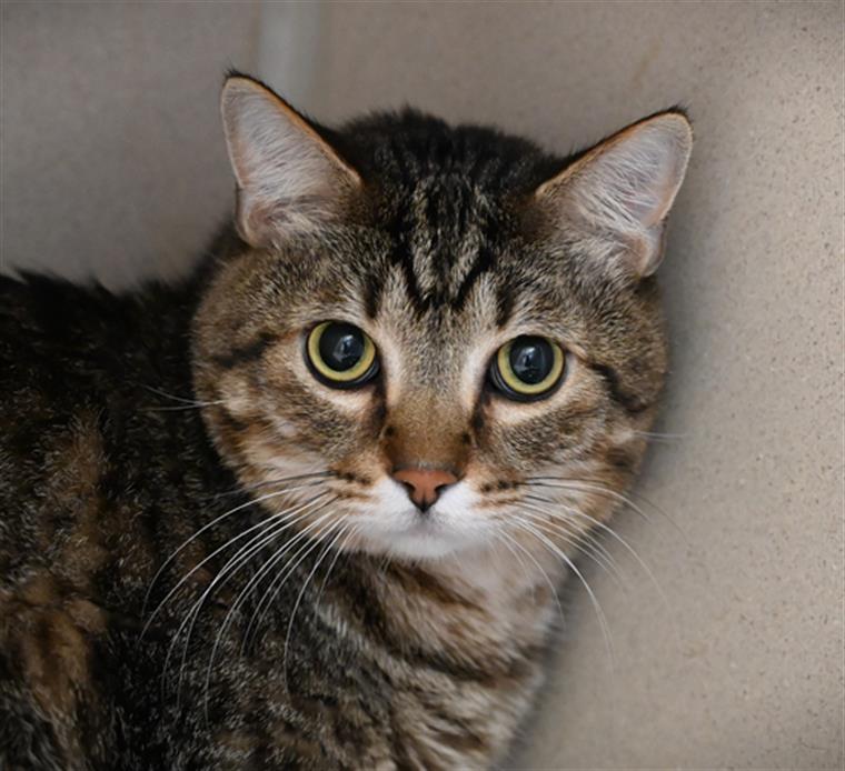 Enlarge MEGAMIND, a Adoptable Domestic Short Hair in Loveland, CO image 1/1