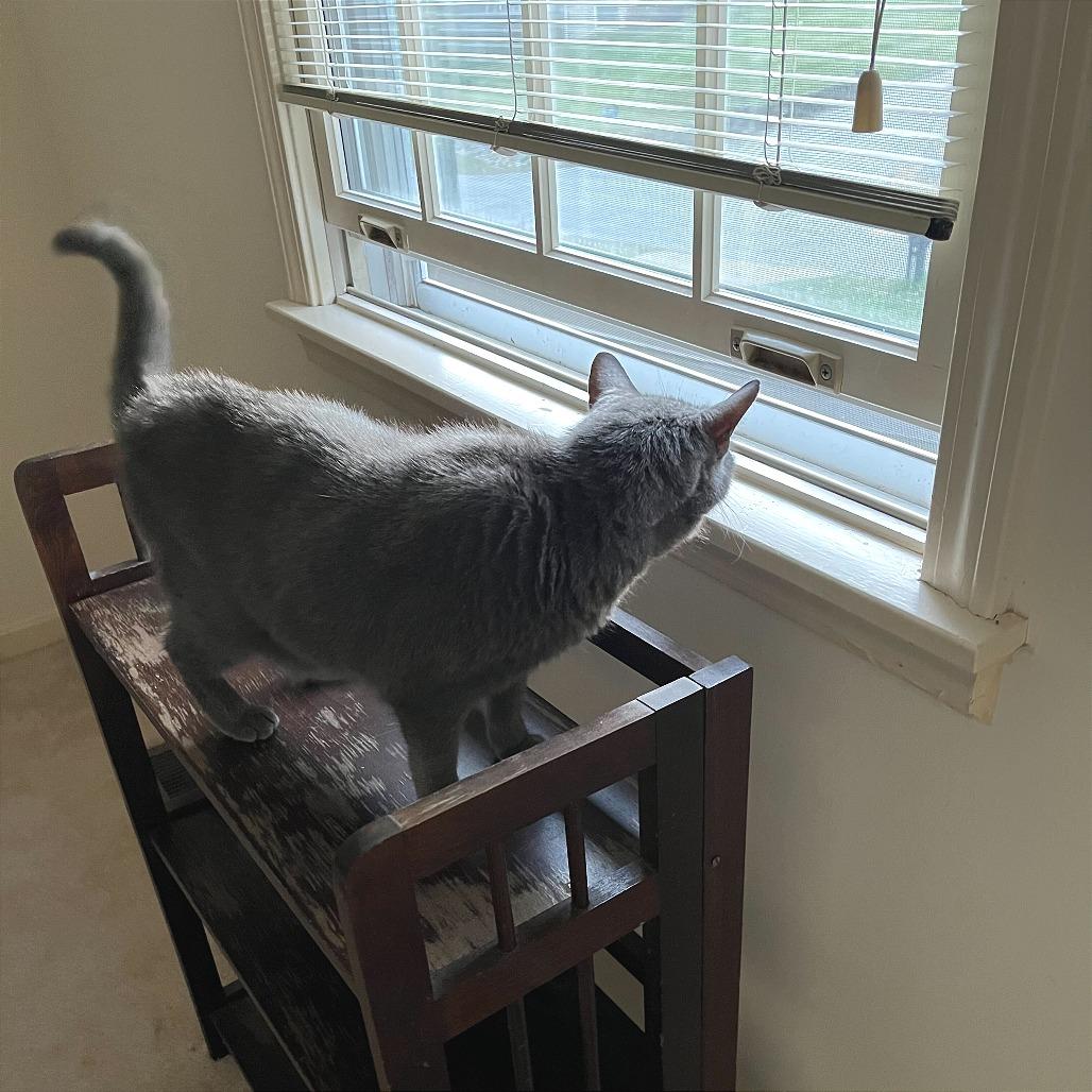 Wilson, a Adoptable Domestic Short Hair in Reisterstown, MD image 1/6