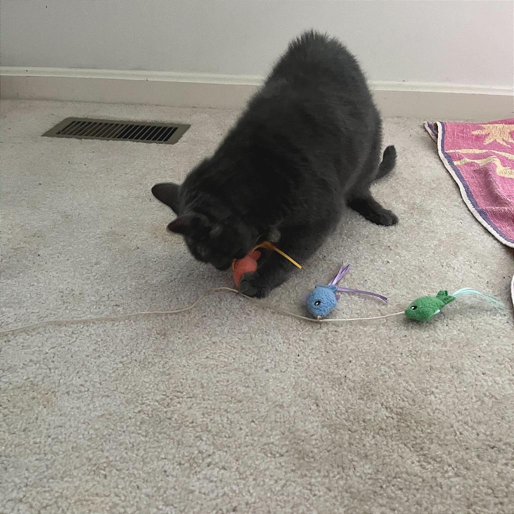 Wilson, a Adoptable Domestic Short Hair in Reisterstown, MD image 4/6