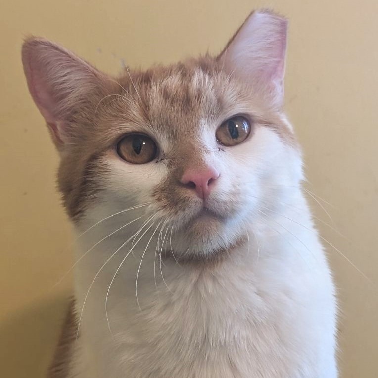 Nutmeg