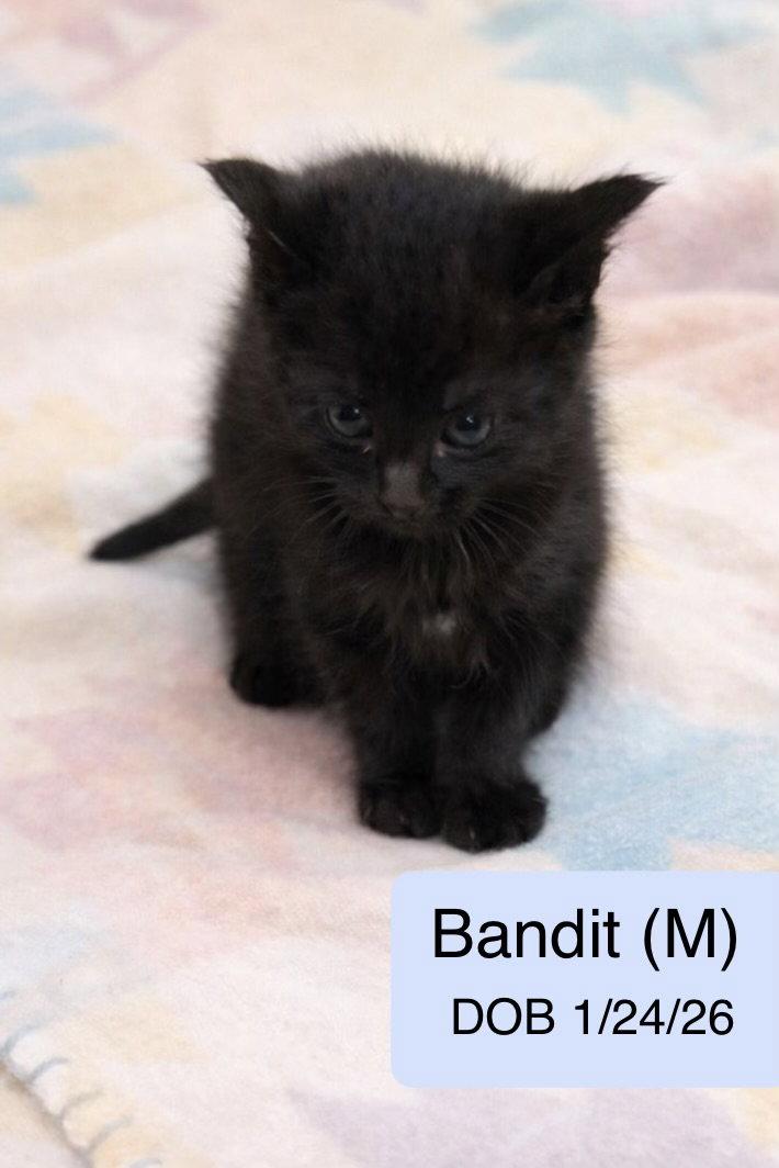 Enlarge Bandit, a Adopted Domestic Long Hair in Vacaville, CA image 1/1