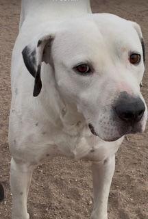 Enlarge Yoshi, a Adoptable mixed breed in Westminster, CO image 3/3