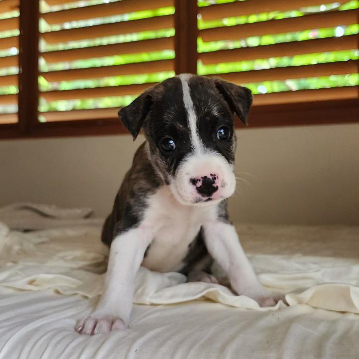 Enlarge Smudge, a Adopted Mixed Breed in Port Chester, NY image 2/4