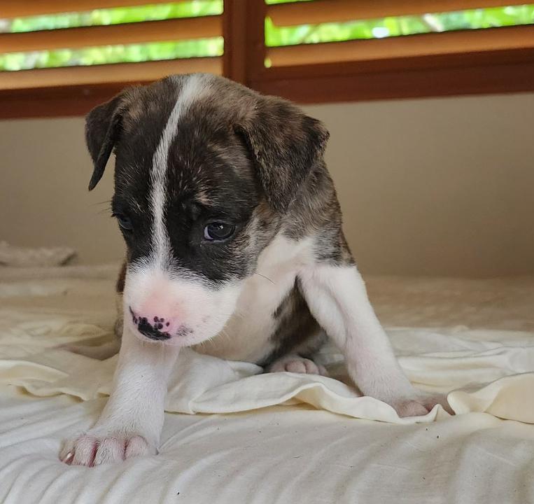 Enlarge Smudge, a Adopted Mixed Breed in Port Chester, NY image 3/4