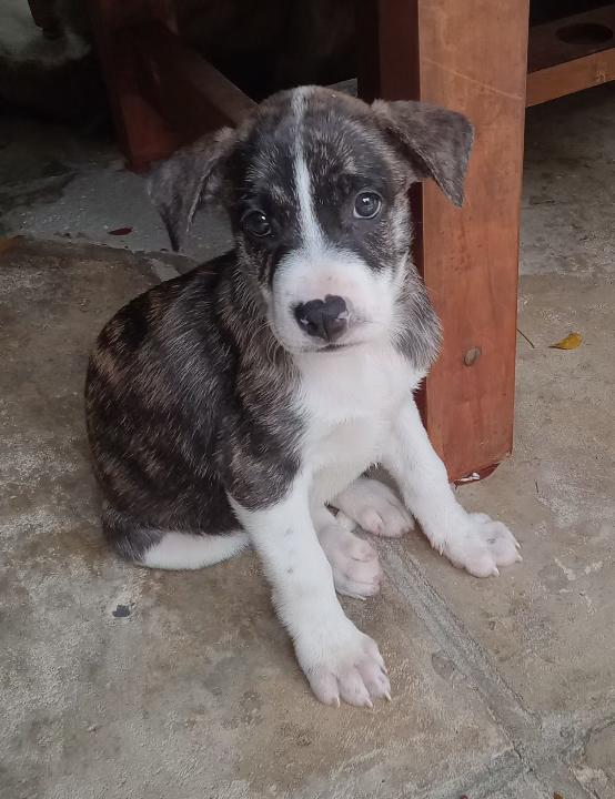 Enlarge Smudge, a Adopted Mixed Breed in Port Chester, NY image 4/4