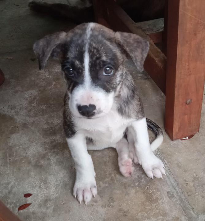 Enlarge Smudge, a Adopted Mixed Breed in Port Chester, NY image 1/4