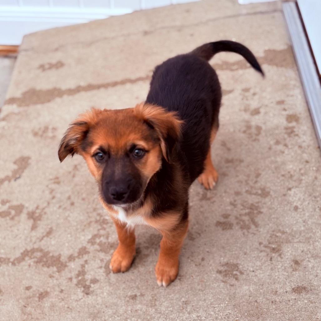 Nibbles , adoptable, Puppy Female Mixed Breed.