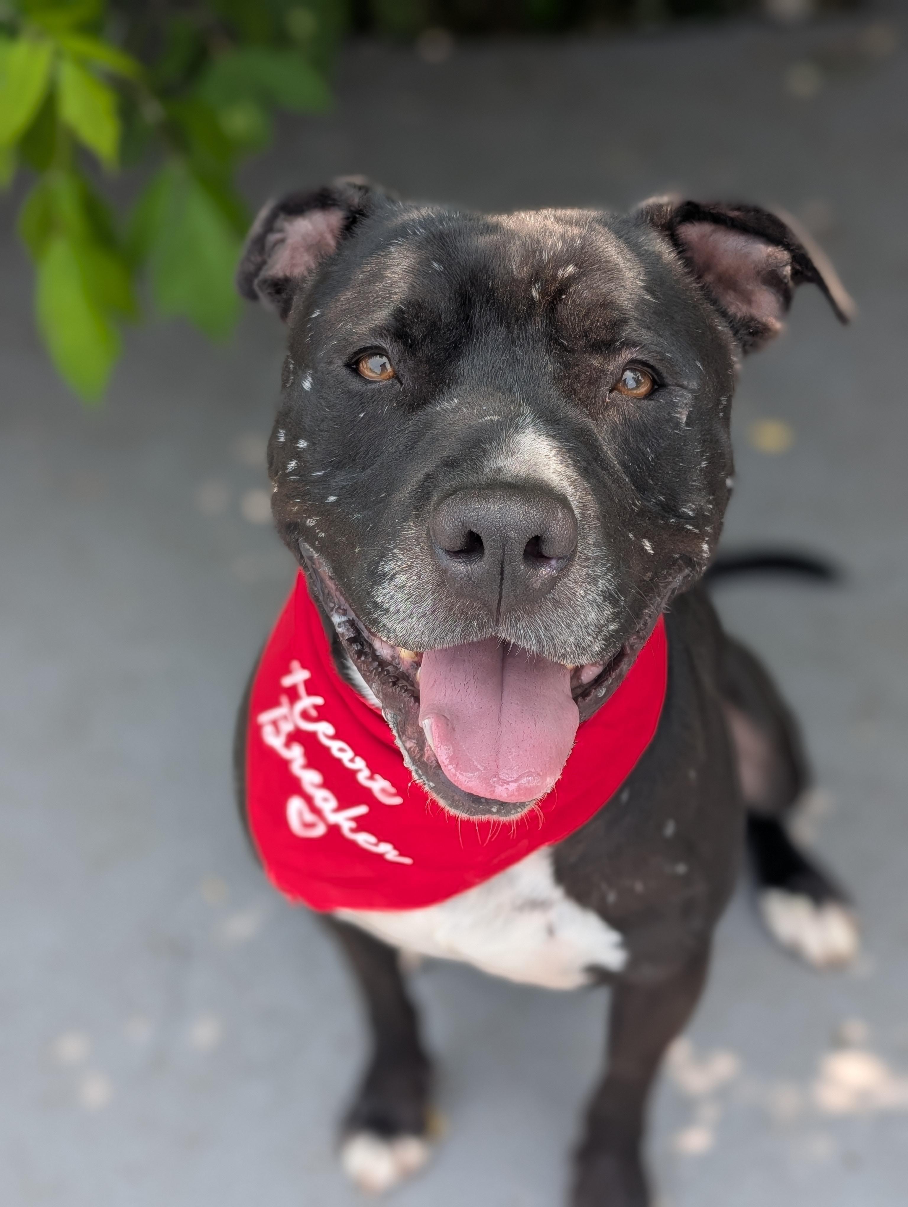 Enlarge Atlas, a Adoptable mixed breed in Plainfield, NJ image 1/6