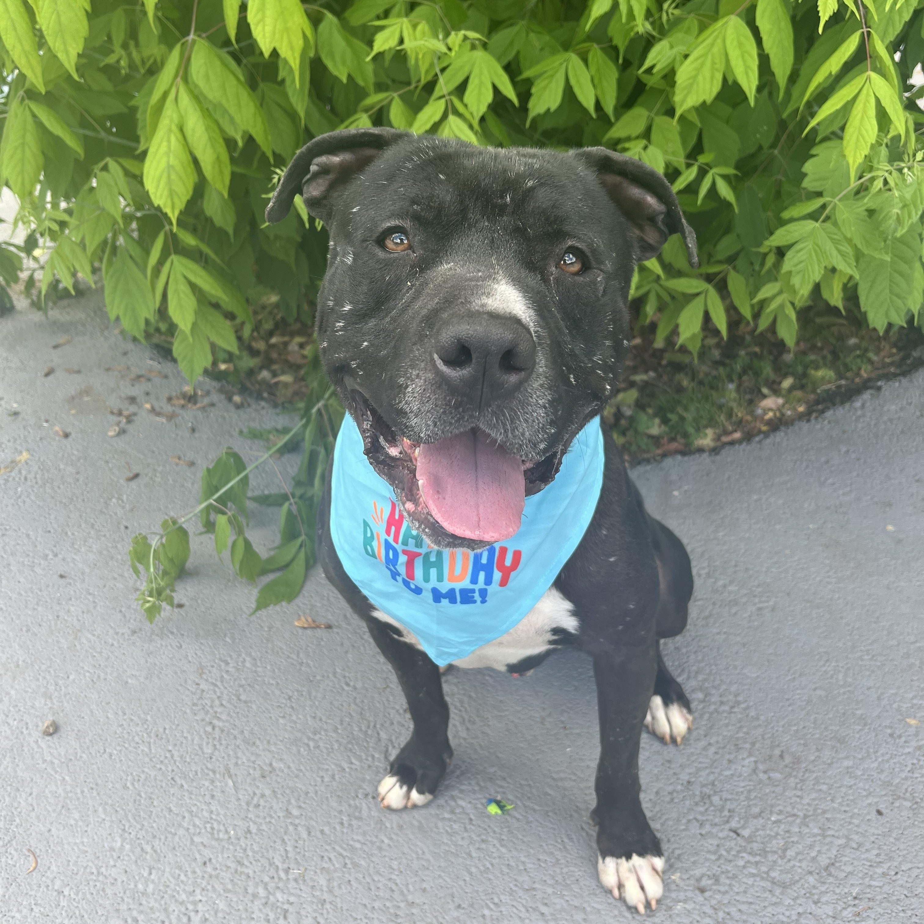 Enlarge Atlas, a Adoptable mixed breed in Plainfield, NJ image 2/6