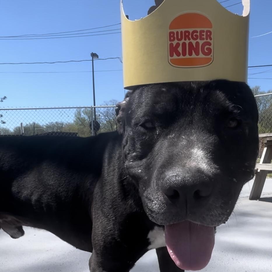 Enlarge Atlas, a Adoptable mixed breed in Plainfield, NJ image 5/6