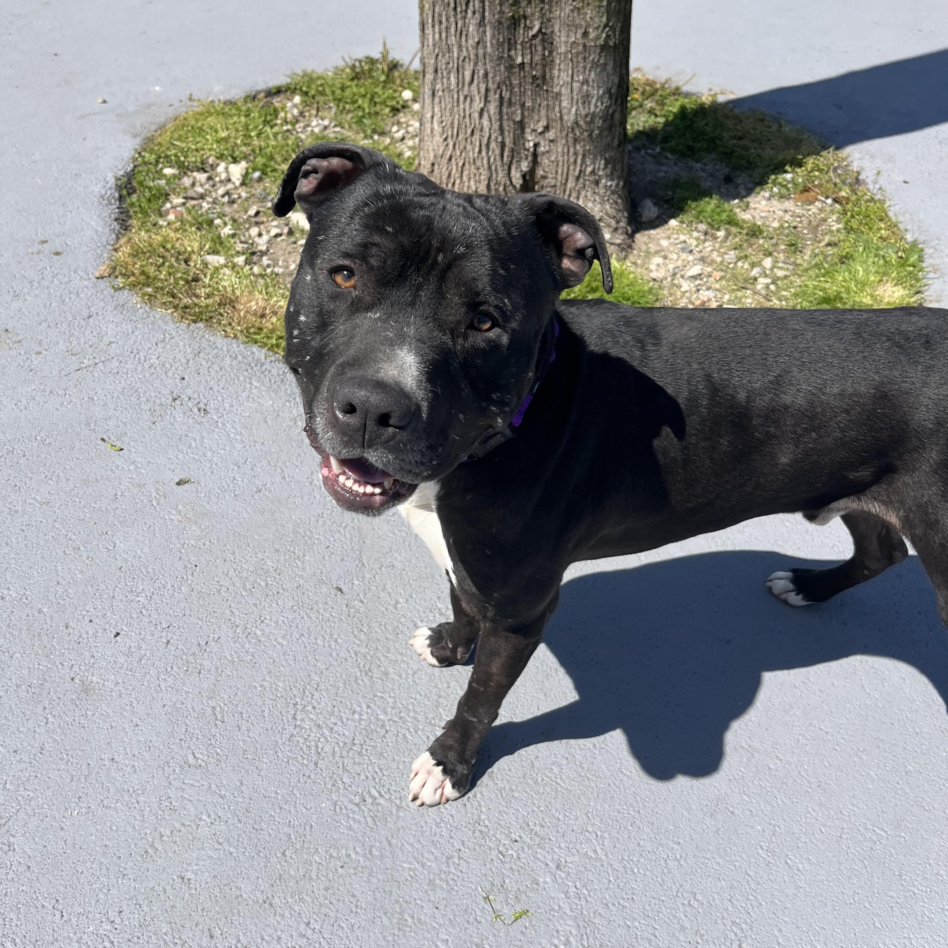 Enlarge Atlas, a Adoptable mixed breed in Plainfield, NJ image 3/6