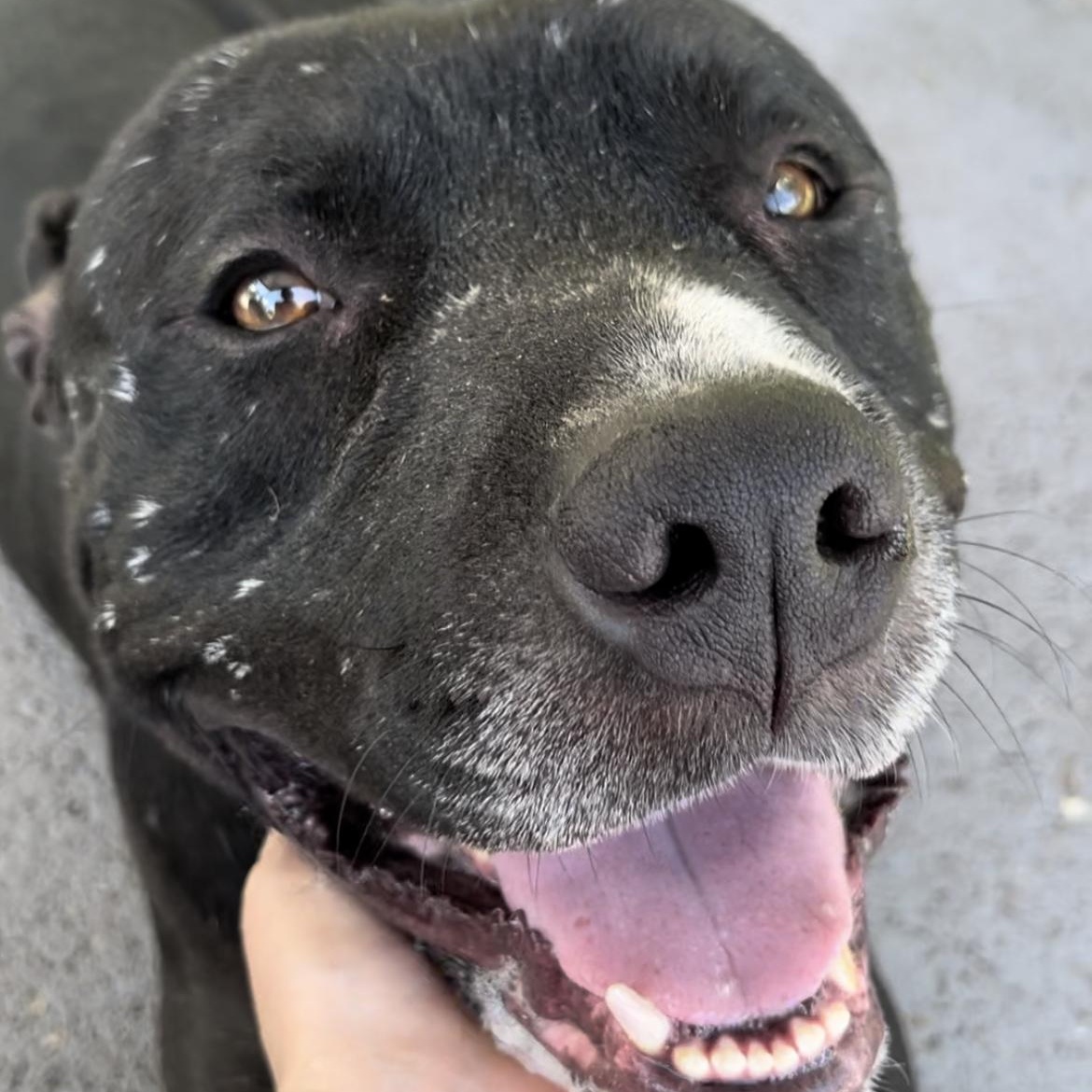 Enlarge Atlas, a Adoptable mixed breed in Plainfield, NJ image 6/6