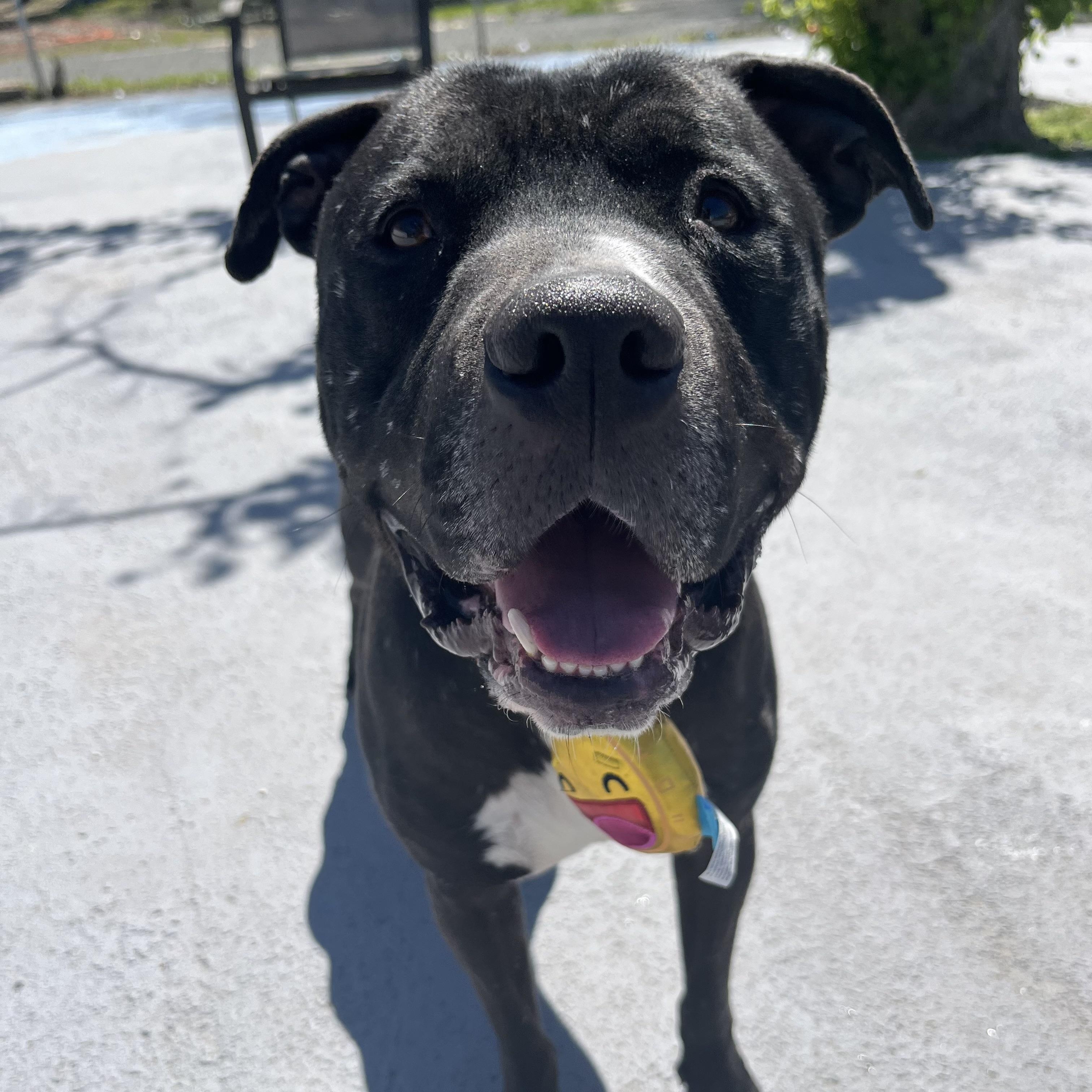 Enlarge Atlas, a Adoptable mixed breed in Plainfield, NJ image 4/6