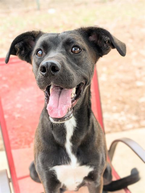 GUMBO, Adoptable, Young Male Labrador Retriever & Mixed Breed.