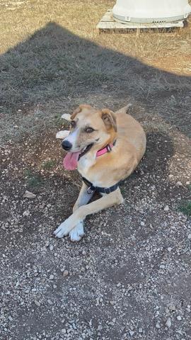 Esme, a ADOPTABLE mixed breed in Bulverde, TX image 2/3