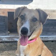 Esme, a ADOPTABLE mixed breed in Bulverde, TX image 1/3