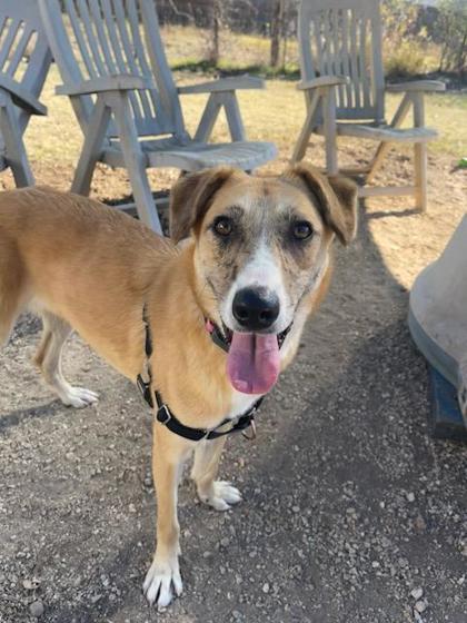 Esme, a ADOPTABLE mixed breed in Bulverde, TX image 3/3