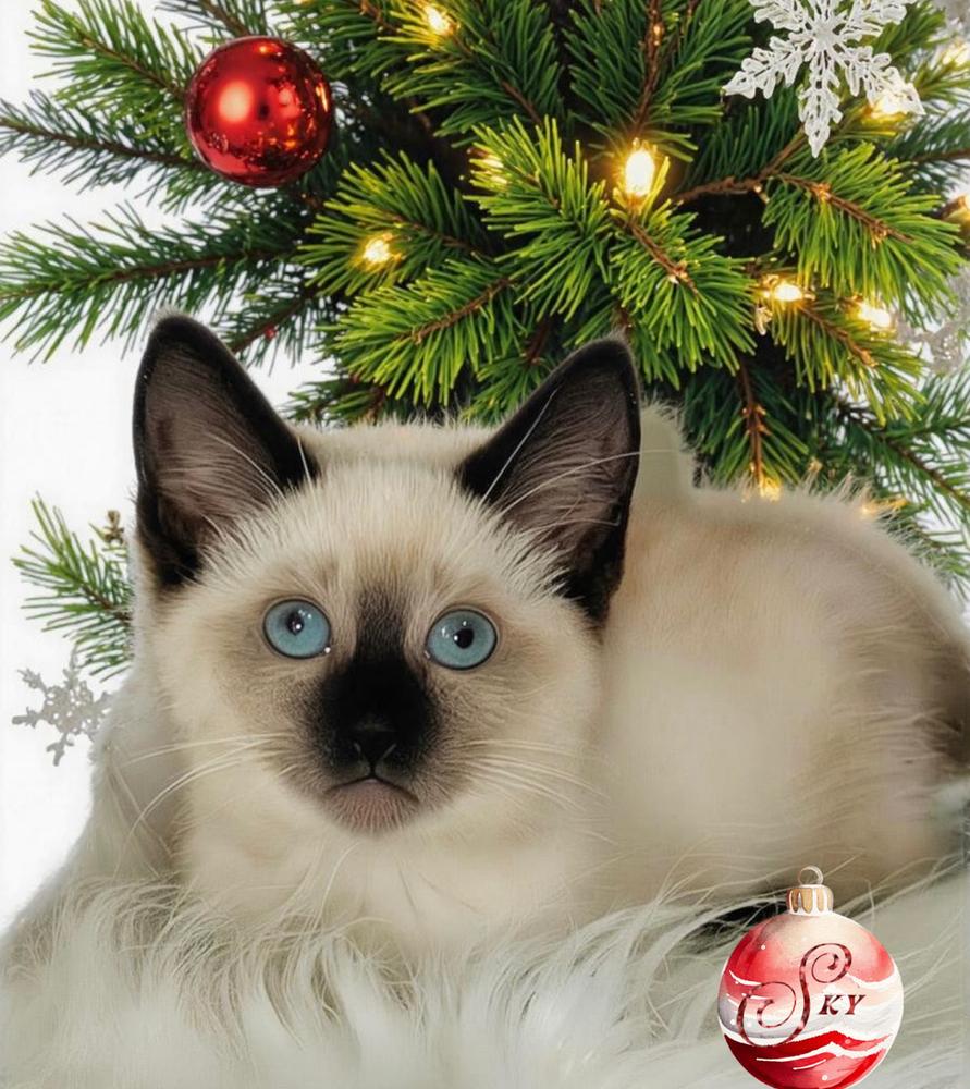 Enlarge Sky, a Adoptable Siamese in Fort Lauderdale, FL image 1/4