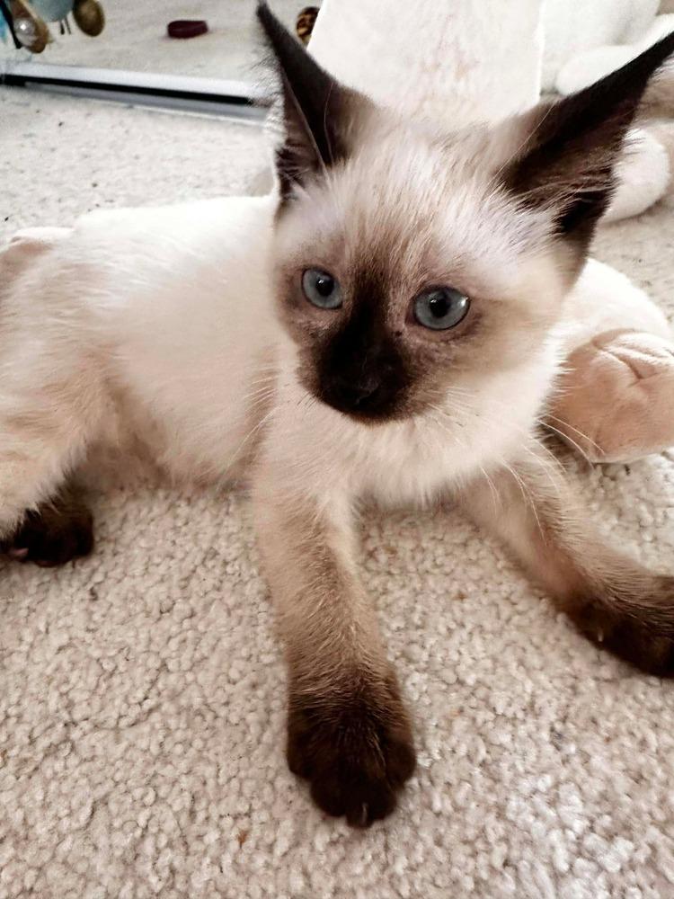 Enlarge Sky, a Adoptable Siamese in Fort Lauderdale, FL image 2/4