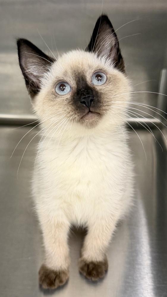 Enlarge Sky, a Adoptable Siamese in Fort Lauderdale, FL image 3/4