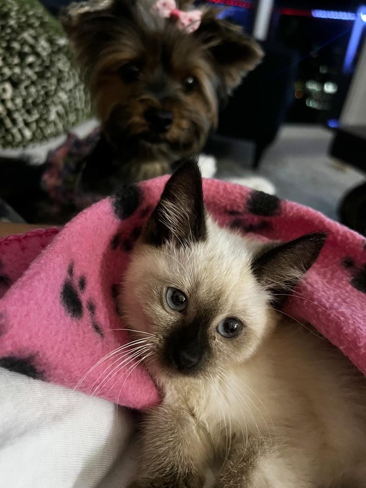 Enlarge Sky, a Adoptable Siamese in Fort Lauderdale, FL image 4/4