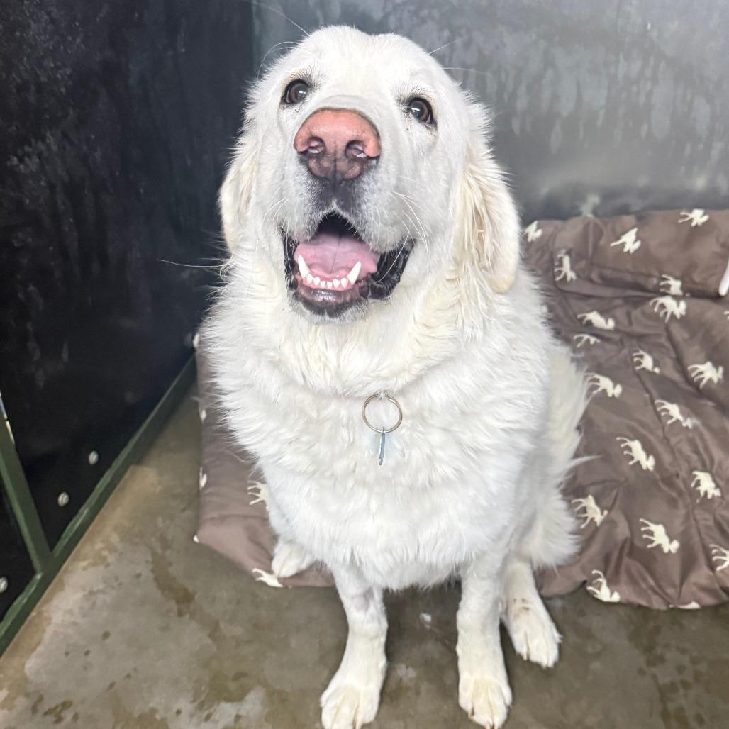 Zoe, Adoptable, Adult Female Great Pyrenees.
