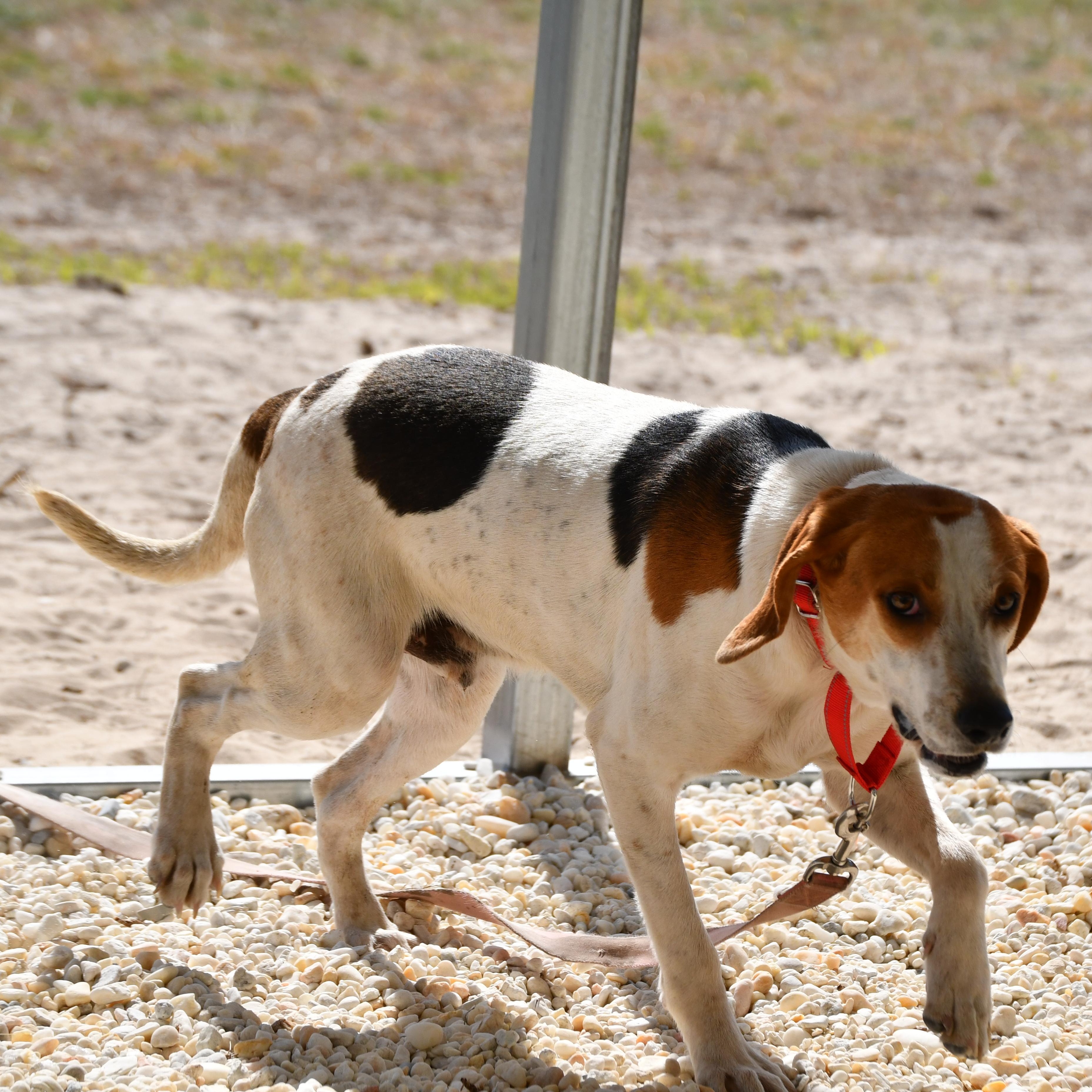 Tango, ADOPTABLE, Adult Male Hound.