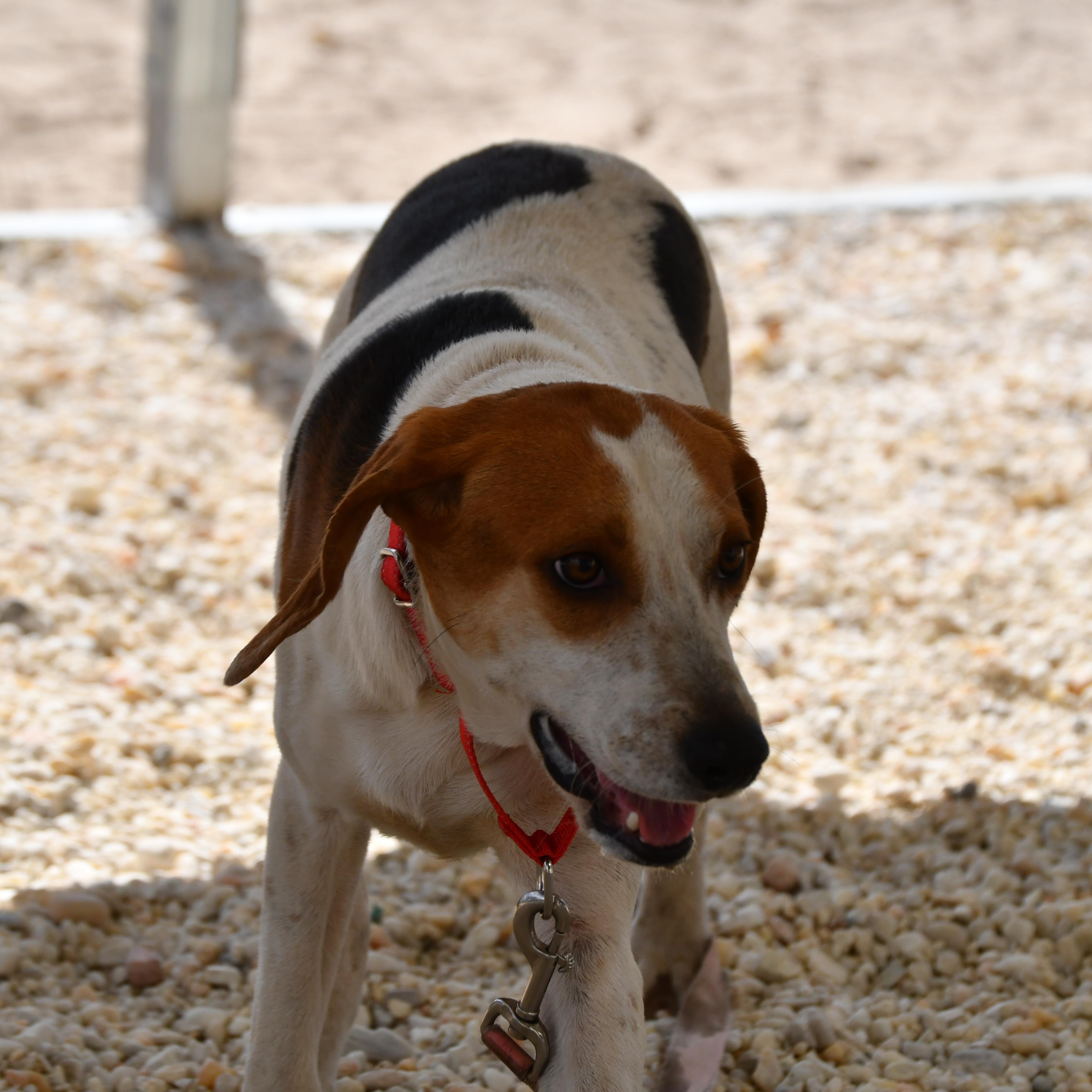 Tango, a ADOPTABLE mixed breed in Defuniak Springs, FL image 4/4