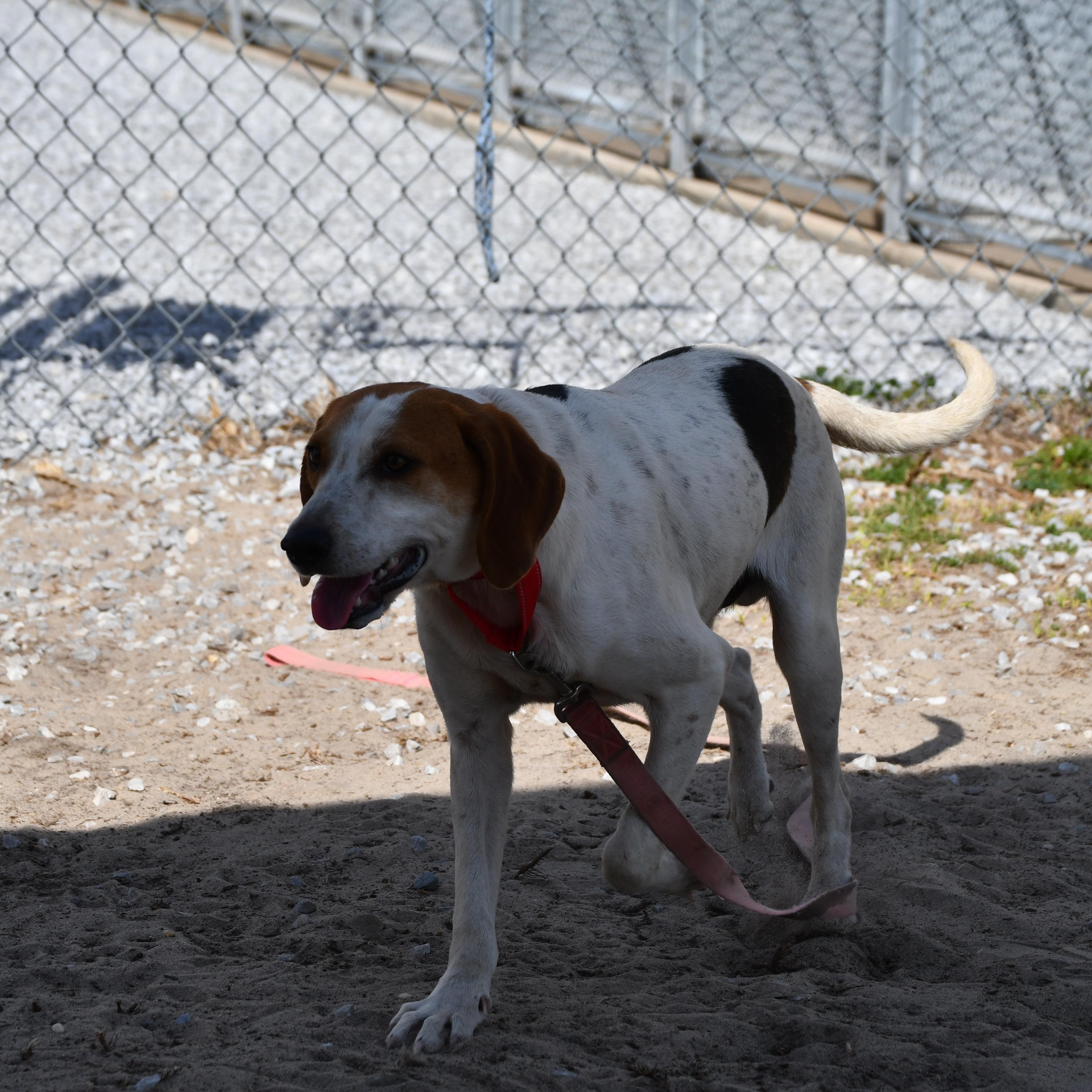 Tango, a ADOPTABLE mixed breed in Defuniak Springs, FL image 2/4