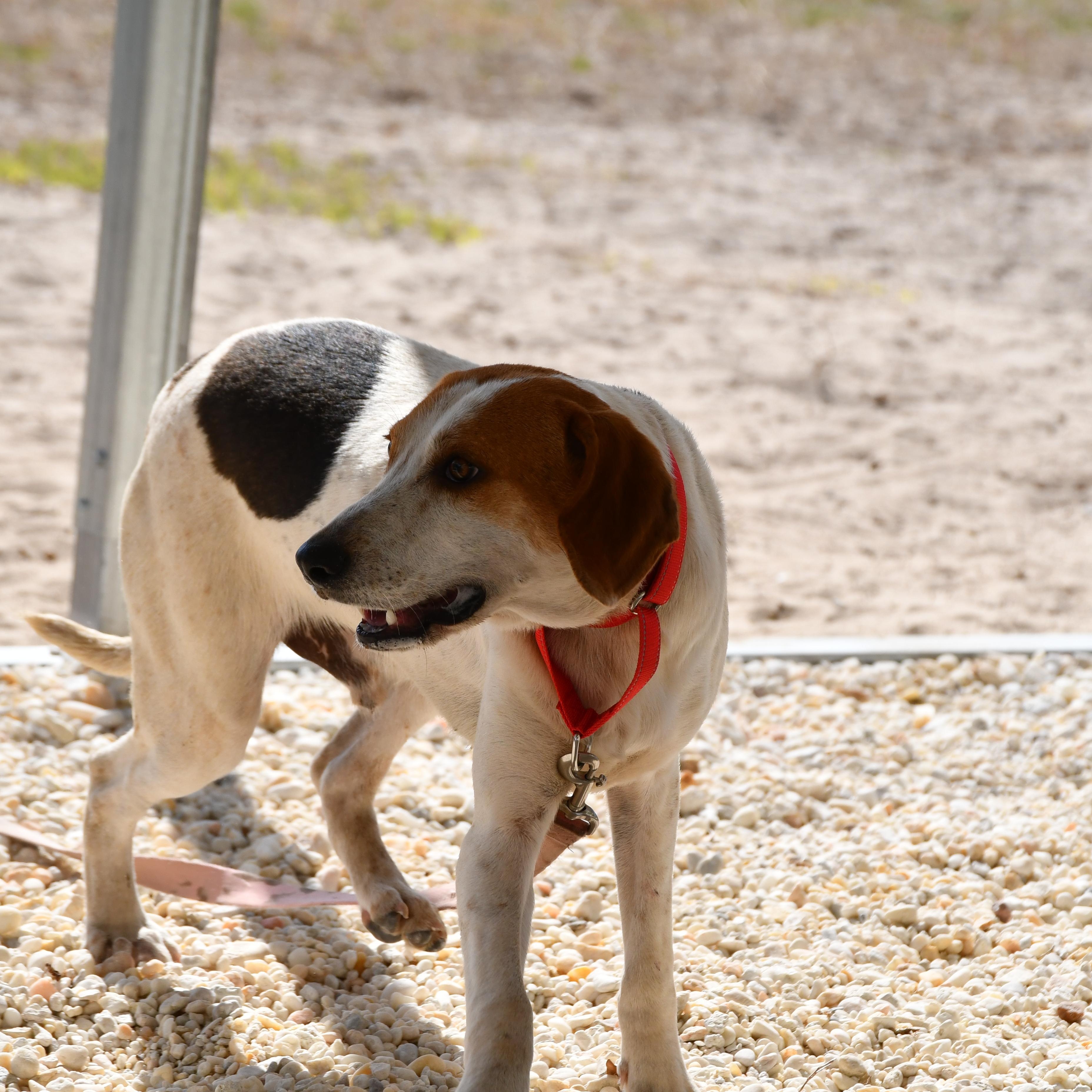Tango, a ADOPTABLE mixed breed in Defuniak Springs, FL image 3/4