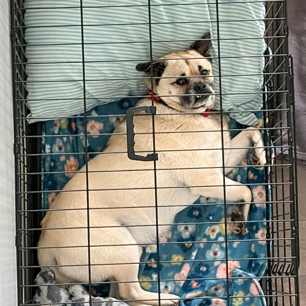 Hugo, Adoptable, Adult Male Pug.