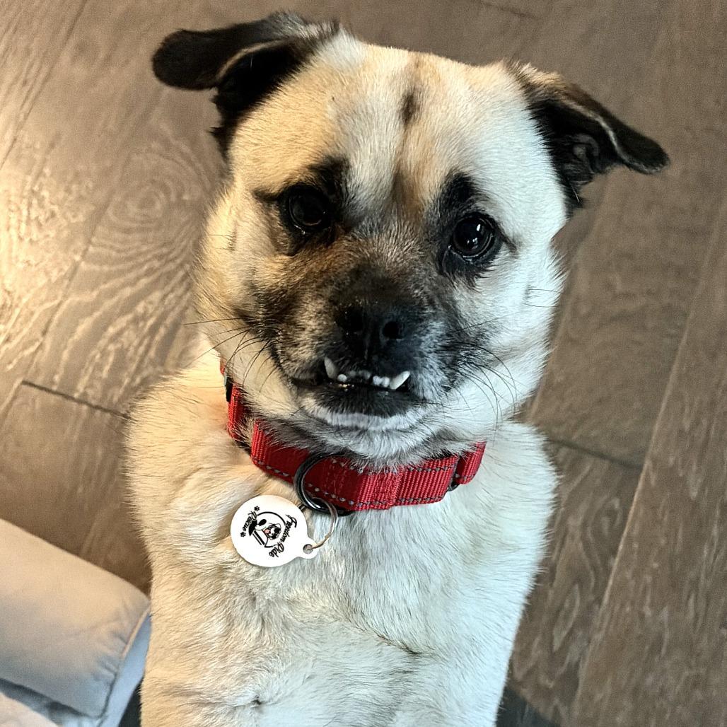 Enlarge Hugo, a Adoptable Pug in Raleigh, NC image 3/6