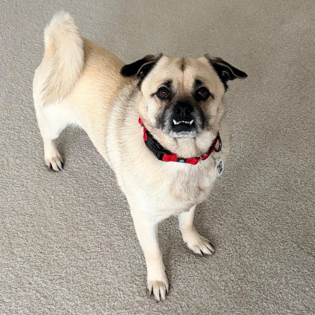 Enlarge Hugo, a Adoptable Pug in Raleigh, NC image 4/6