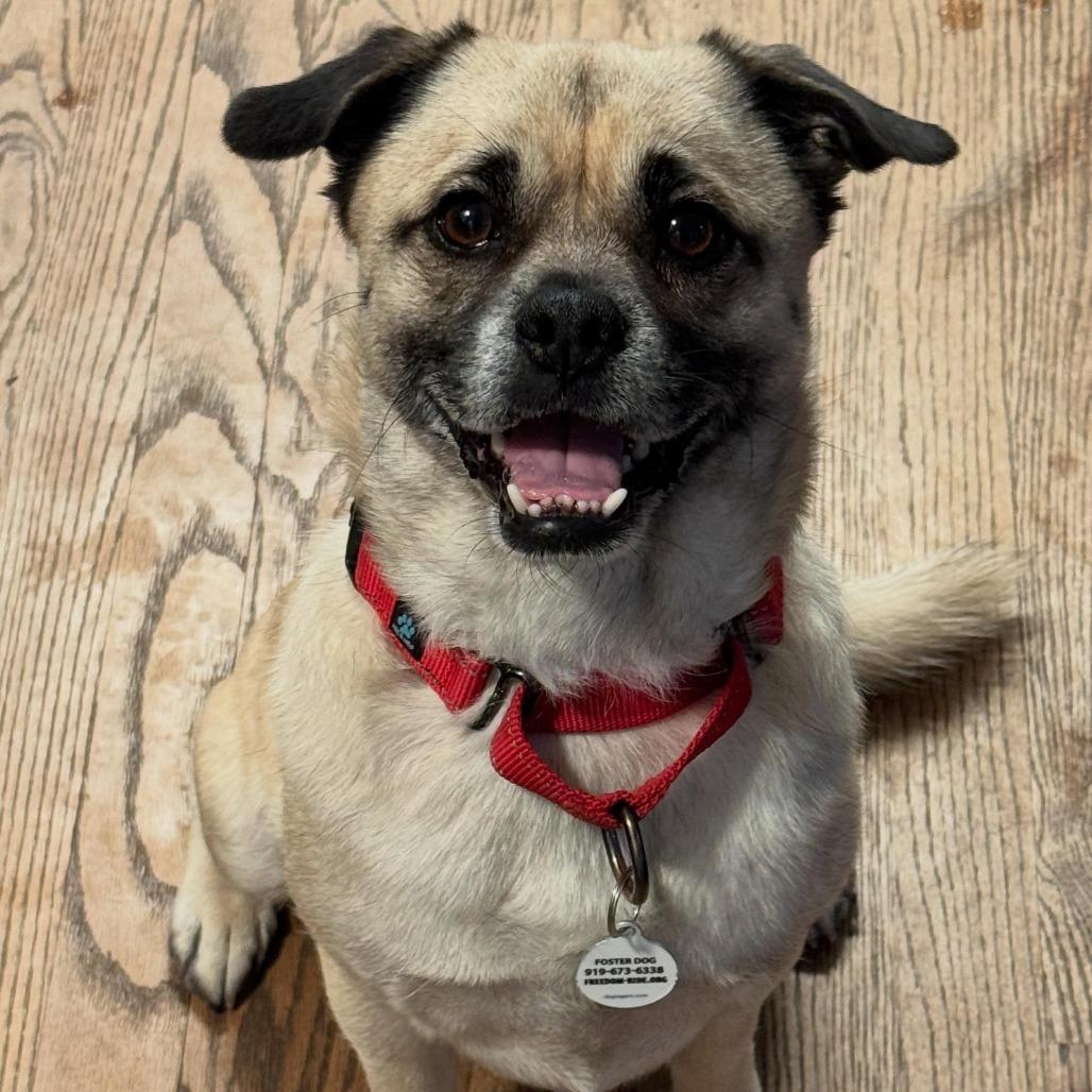 Hugo, a Adoptable Pug in Raleigh, NC image 4/6