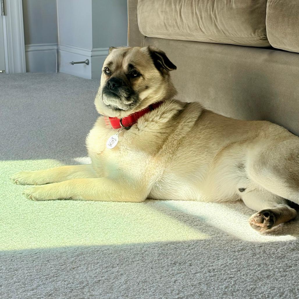 Enlarge Hugo, a Adoptable Pug in Raleigh, NC image 5/6