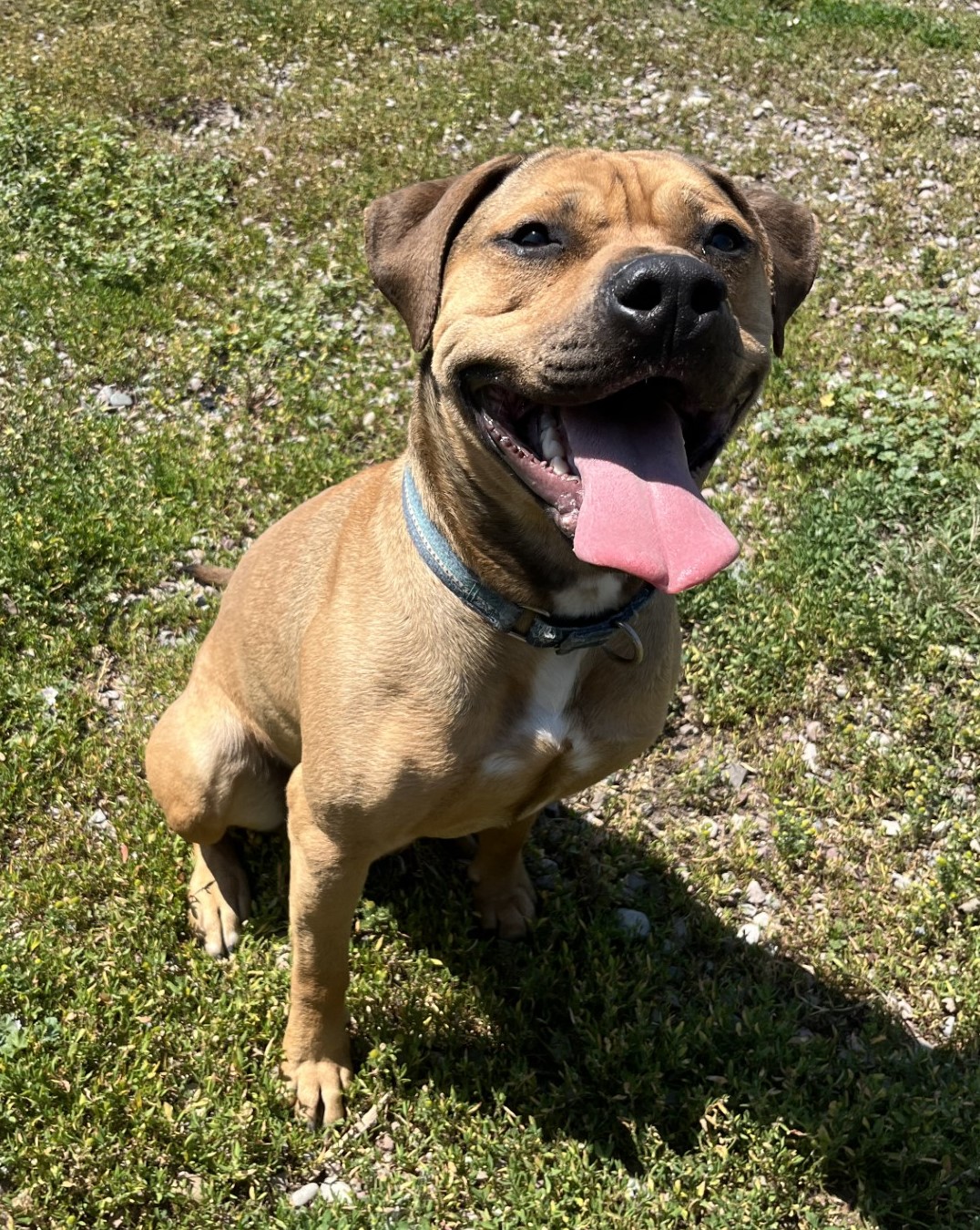 Bossy, Adoptable, Adult Male Boxer & Pit Bull Terrier.