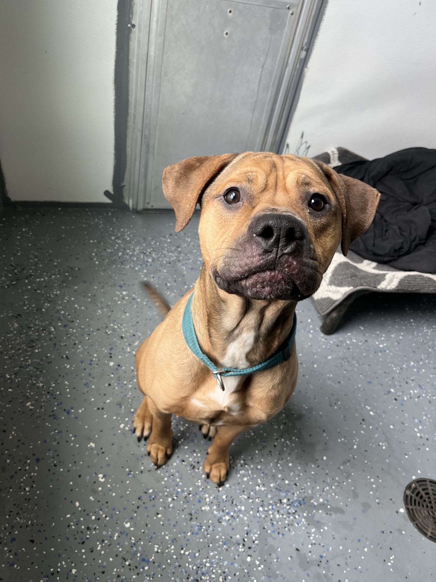 Bossy, a Adoptable mixed breed in Polson, MT image 2/2