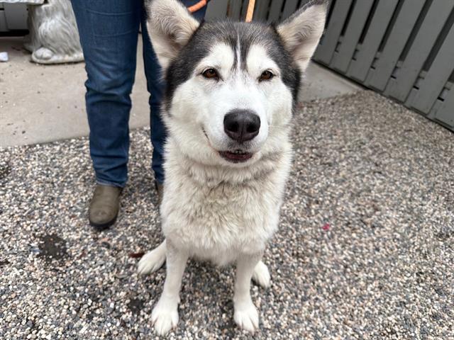 Enlarge LUNA, a Adoptable Siberian Husky in Santa Rosa, CA image 1/1
