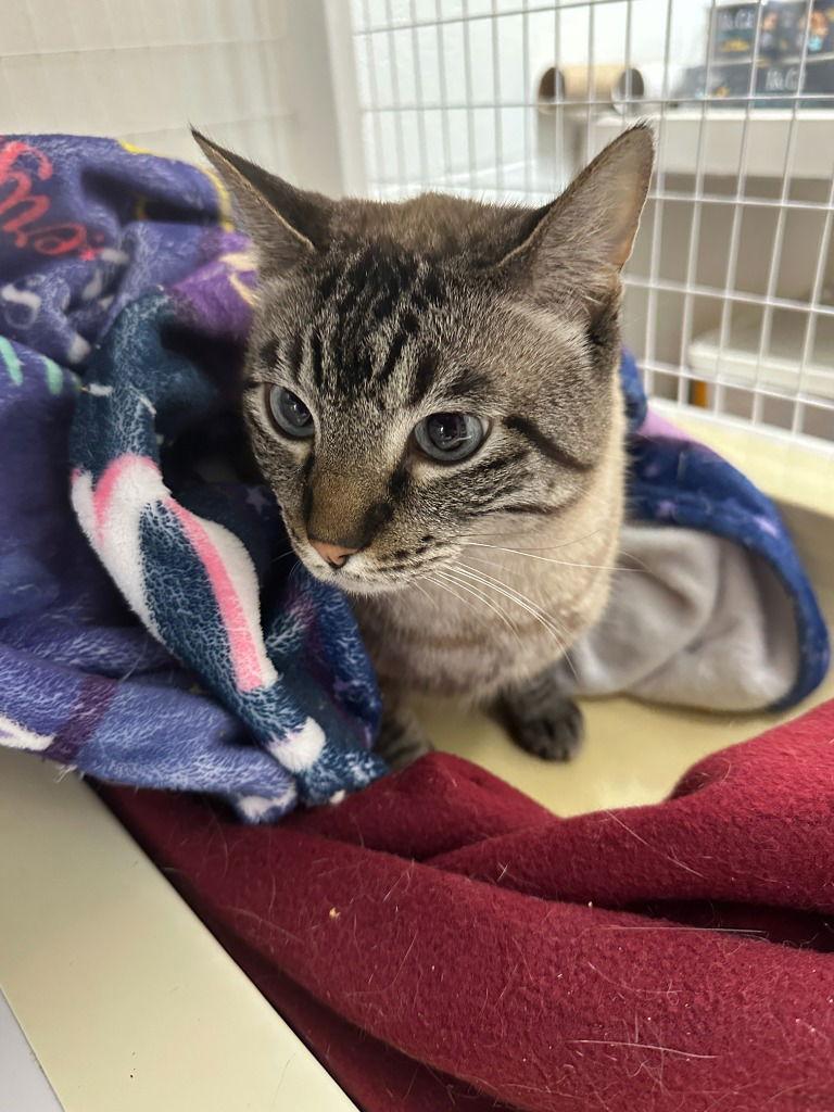 Enlarge Louie, a Adoptable Domestic Short Hair in St. Helens, OR image 1/1