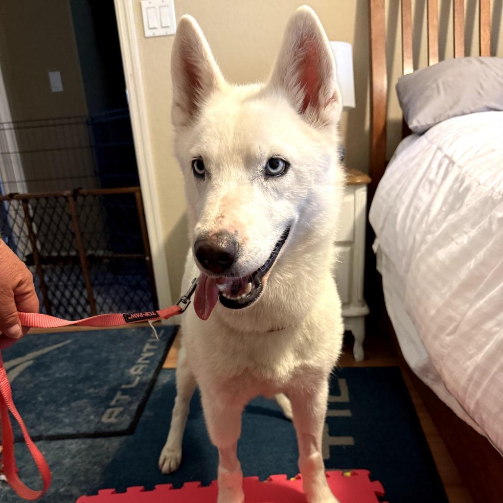 Kya, Adoptable, Adult Female Husky.