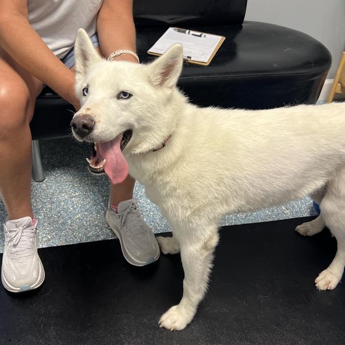 Enlarge Kya, a Adoptable Husky in Hobe Sound, FL image 2/4