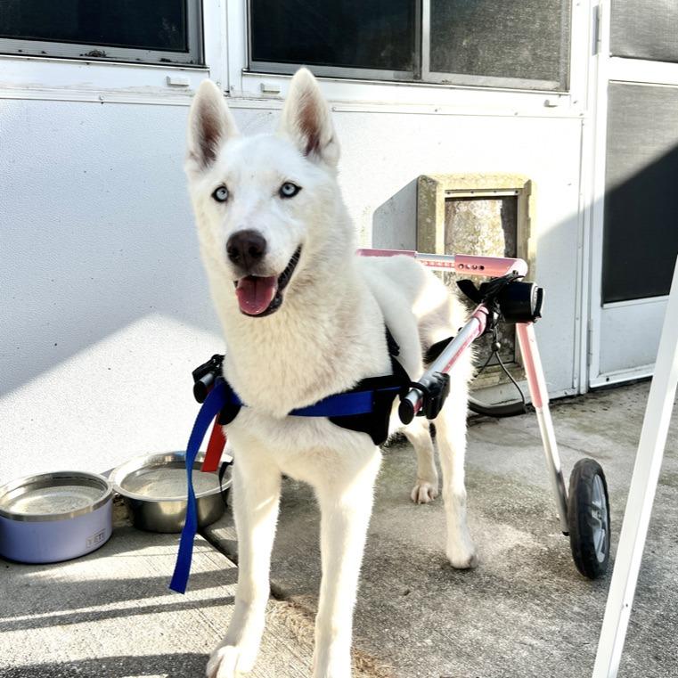 Enlarge Kya, a Adoptable Husky in Hobe Sound, FL image 1/2