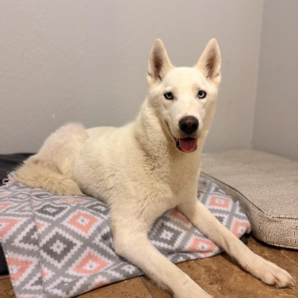 Enlarge Kya, a Adoptable Husky in Hobe Sound, FL image 2/2