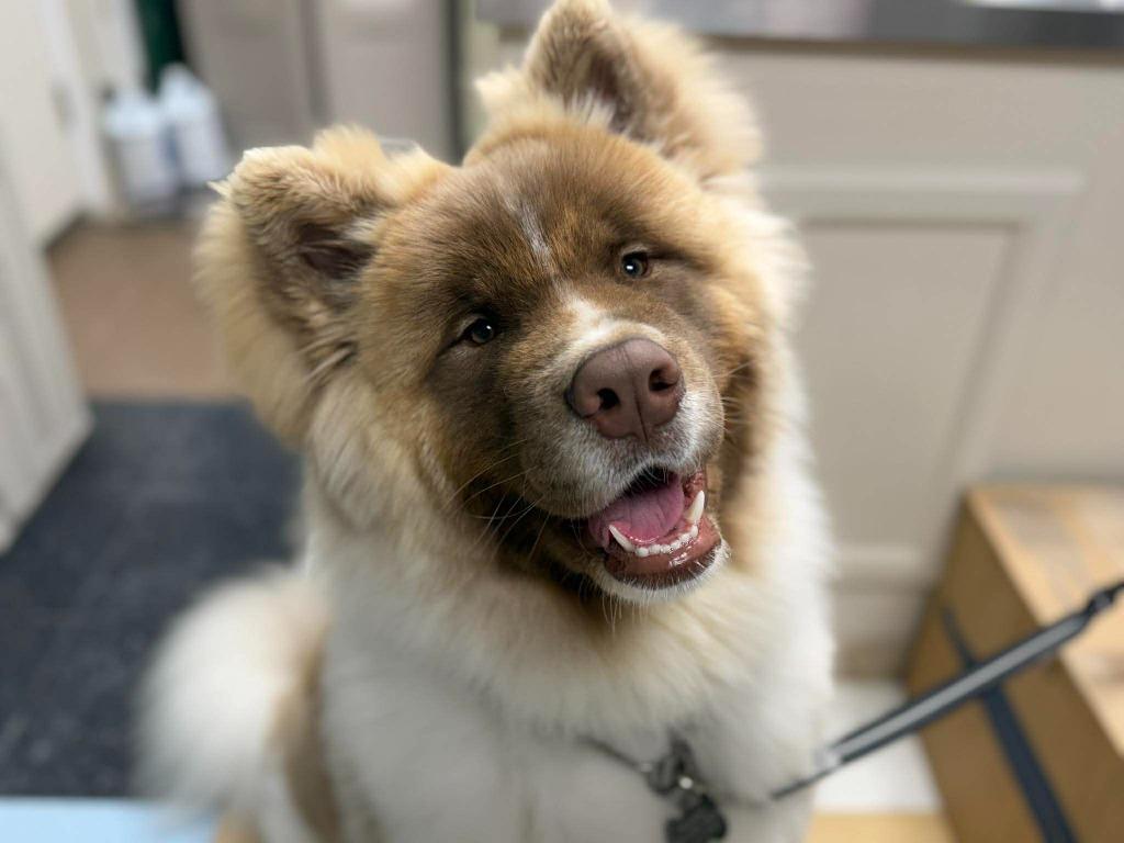 Wookiee, a Adoptable mixed breed in Raleigh, NC image 1/6