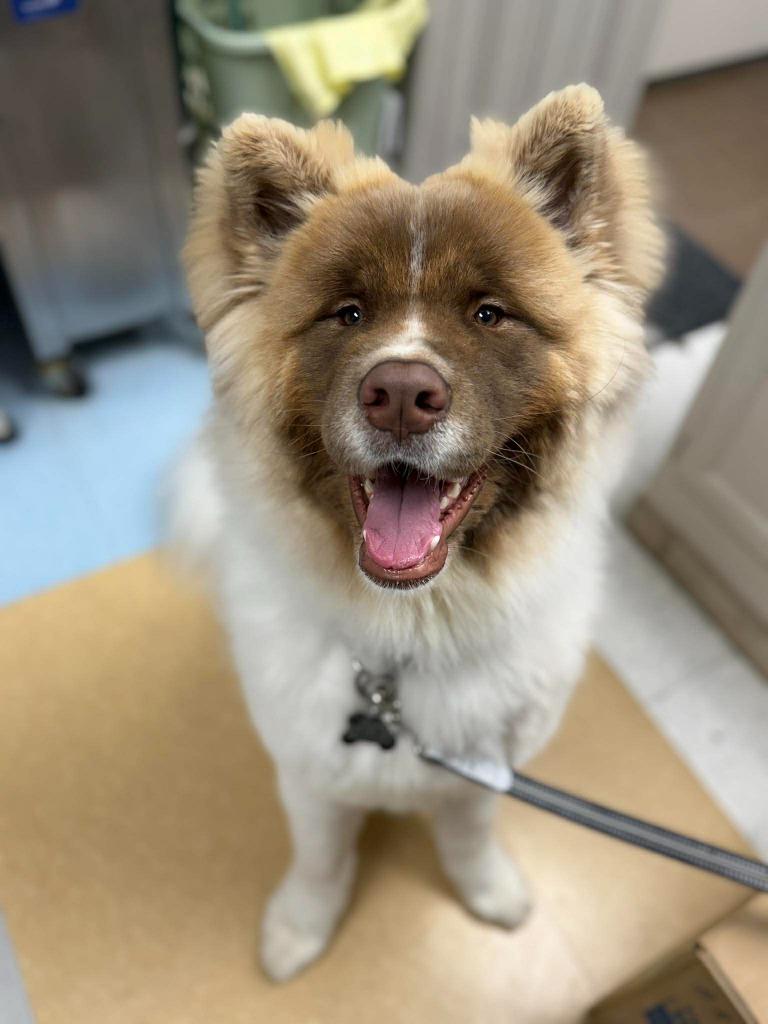 Wookiee, a Adoptable mixed breed in Raleigh, NC image 2/6