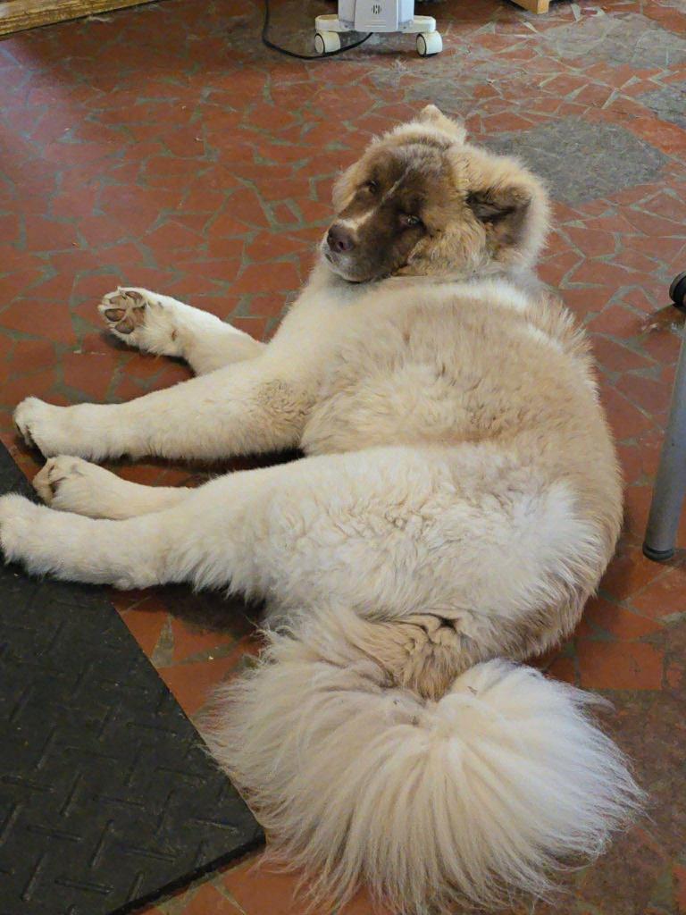 Enlarge Wookiee, a Adoptable mixed breed in Raleigh, NC image 1/6