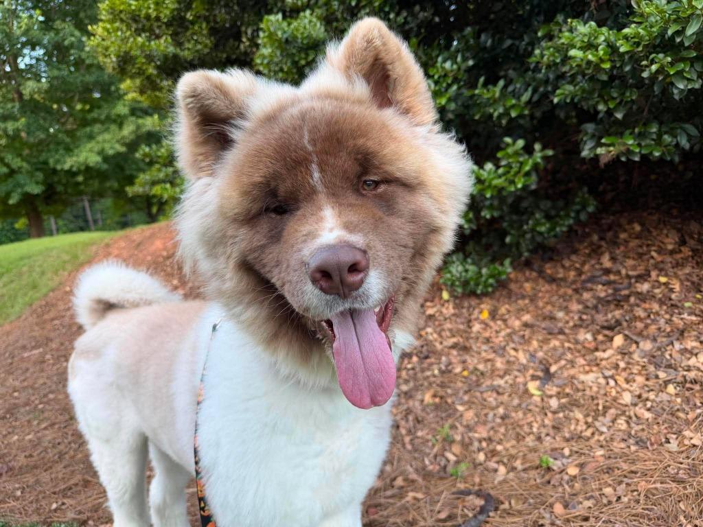 Enlarge Wookiee, a Adoptable mixed breed in Raleigh, NC image 5/6