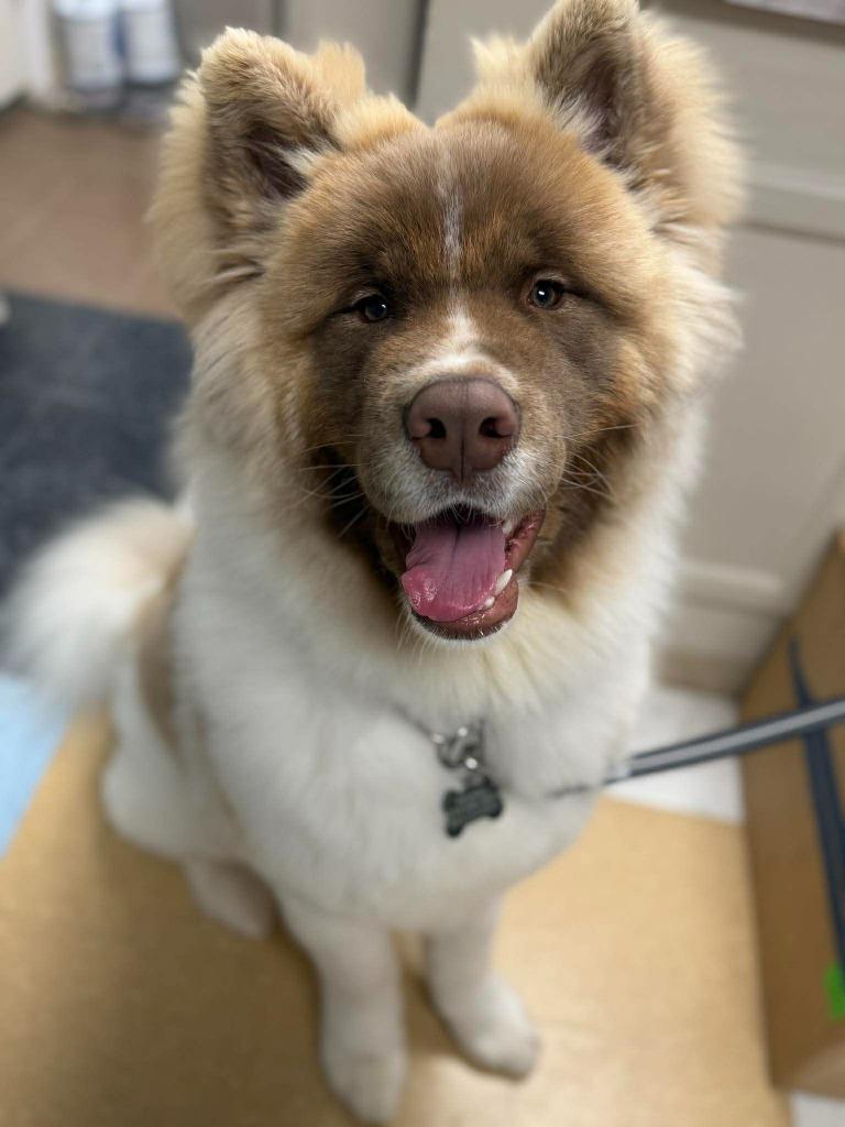 Wookiee, a Adoptable mixed breed in Raleigh, NC image 6/6