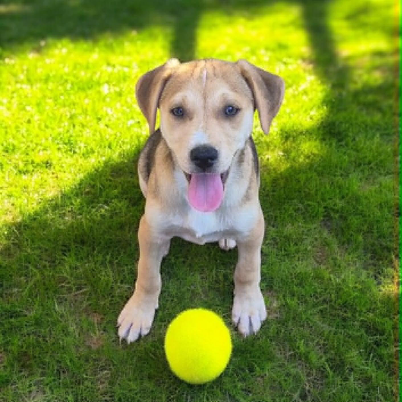 Feather (River litter), an adoptable Mixed Breed in Silvana, WA image 4/6
